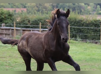 PRE Croisé, Étalon, 1 Année, 170 cm, Noir