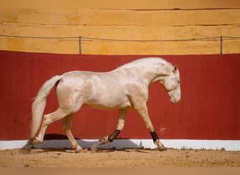 PRE Croisé, Étalon, 1 Année, 170 cm, Perlino