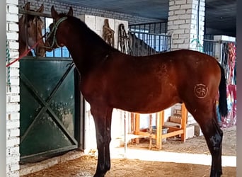 PRE, Étalon, 1 Année, 173 cm, Bai brun