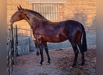 PRE, Étalon, 1 Année, 173 cm, Bai brun