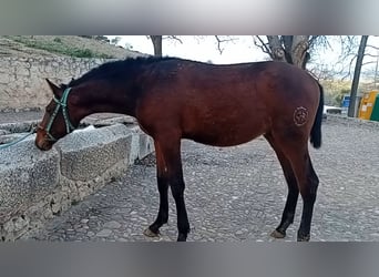 PRE, Étalon, 1 Année, 173 cm, Bai brun