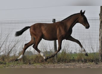 PRE, Étalon, 1 Année, Bai