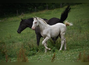 PRE, Étalon, 1 Année