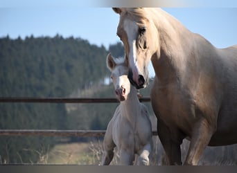 PRE, Étalon, 1 Année