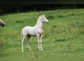 PRE, Étalon, 1 Année