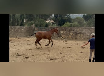 PRE, Étalon, 1 Année