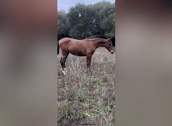 PRE, Étalon, 1 Année