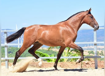 PRE, Étalon, 1 Année