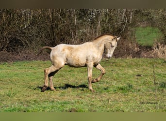 PRE, Étalon, 1 Année