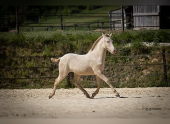 PRE, Étalon, 1 Année
