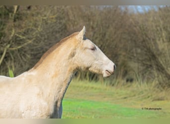 PRE, Étalon, 1 Année