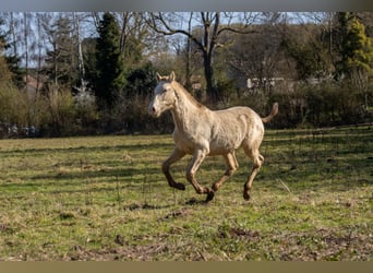 PRE, Étalon, 1 Année