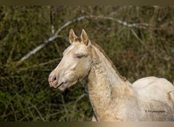 PRE, Étalon, 1 Année
