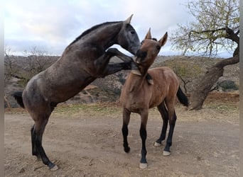 PRE Croisé, Étalon, 1 Année, Gris