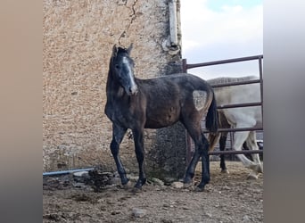 PRE Croisé, Étalon, 1 Année, Gris