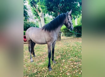 PRE, Étalon, 1 Année, Gris