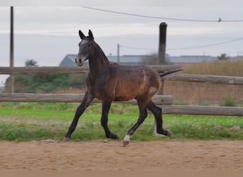 PRE, Étalon, 1 Année, Gris