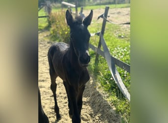 PRE, Étalon, 1 Année, Noir