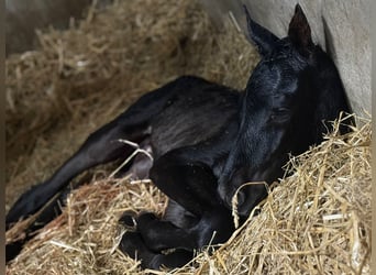 PRE, Étalon, 1 Année, Noir