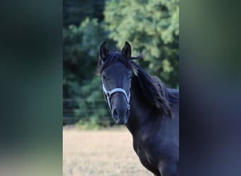 PRE, Étalon, 1 Année, Noir