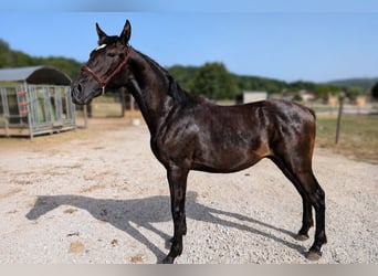 PRE, Étalon, 1 Année, Noir