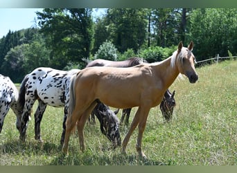 PRE, Étalon, 1 Année, Palomino