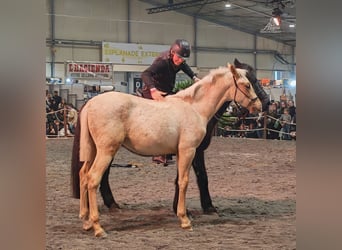 PRE, Étalon, 1 Année, Palomino