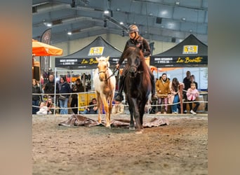 PRE, Étalon, 1 Année, Palomino