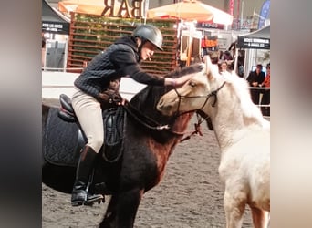 PRE, Étalon, 1 Année, Palomino