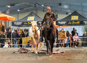 PRE, Étalon, 1 Année, Palomino