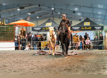 PRE, Étalon, 1 Année, Palomino