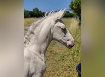 PRE, Étalon, 1 Année, Perle