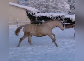 PRE, Étalon, 1 Année, Perlino