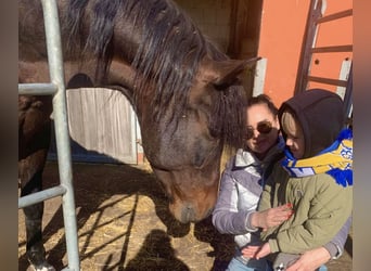 PRE Croisé, Étalon, 24 Ans, 165 cm, Bai