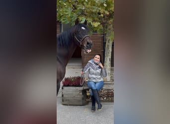 PRE Croisé, Étalon, 24 Ans, 165 cm, Bai