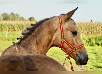 PRE, Étalon, 2 Ans, 138 cm, Buckskin