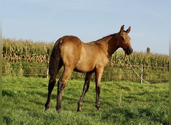 PRE, Étalon, 2 Ans, 138 cm, Buckskin