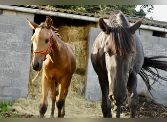 PRE, Étalon, 2 Ans, 138 cm, Buckskin