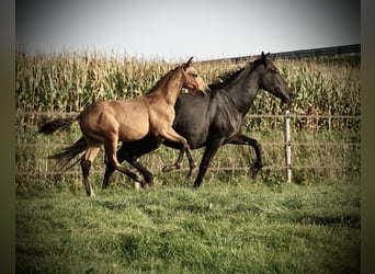 PRE, Étalon, 2 Ans, 138 cm, Buckskin