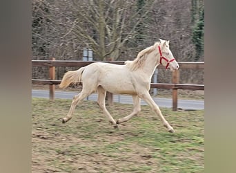 PRE Croisé, Étalon, 2 Ans, 138 cm, Perlino