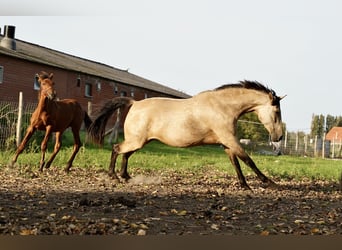 PRE, Étalon, 2 Ans, 140 cm, Alezan brûlé