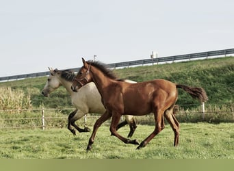 PRE, Étalon, 2 Ans, 140 cm, Alezan brûlé