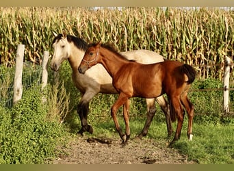 PRE, Étalon, 2 Ans, 140 cm, Alezan brûlé