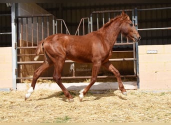 PRE, Étalon, 2 Ans, 144 cm, Alezan