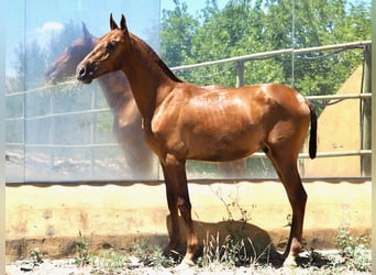 PRE Croisé, Étalon, 2 Ans, 147 cm, Alezan