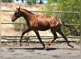 PRE Croisé, Étalon, 2 Ans, 147 cm, Alezan