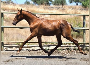 PRE Croisé, Étalon, 2 Ans, 147 cm, Alezan