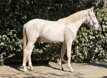 PRE Croisé, Étalon, 2 Ans, 149 cm, Perlino