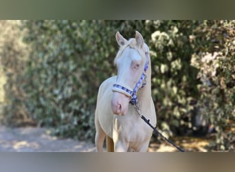 PRE Croisé, Étalon, 2 Ans, 149 cm, Perlino