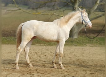 PRE Croisé, Étalon, 2 Ans, 151 cm, Perlino